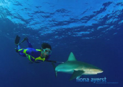 Galapagos sharks abound at the atoll  - Bassas da India -... by Fiona Ayerst 